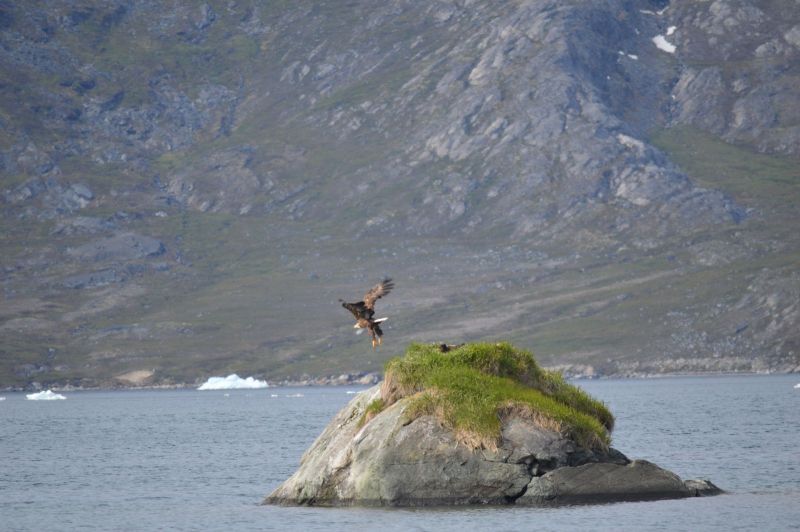 Havørnerede