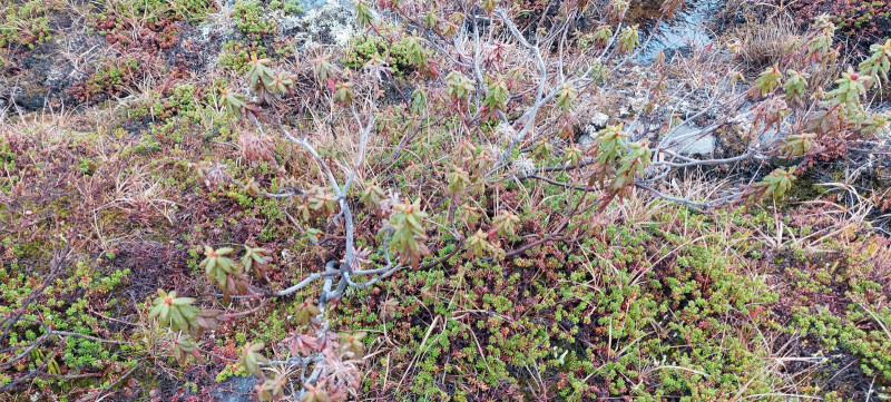 Udviddet weekend i Fiskefjorden