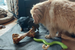 2_2022-09-03-1334_Gode_1-Gode_2-Hund_Charley-Hund_Emily