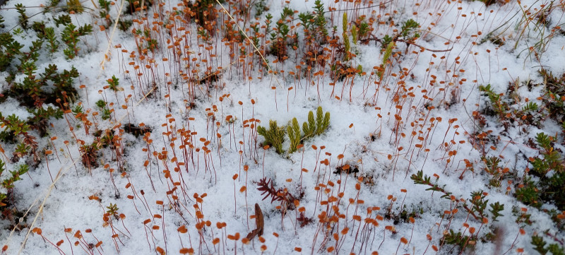 2022-10-08-1124_Gode_1-Vegetation