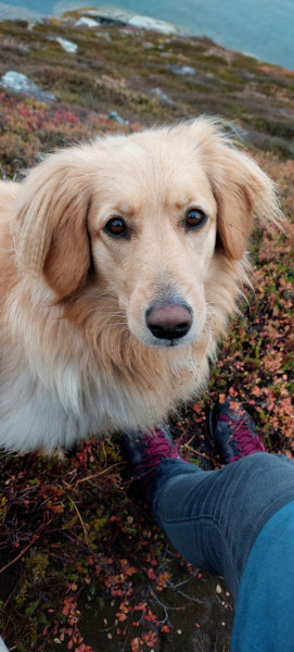 2022-10-08-1636_Gode_1-Hund_Emily