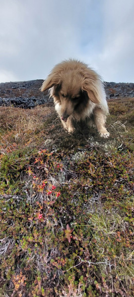 2022-10-08-1640_Gode_1-Hund_Emily-Vegetation-Vegetation_Tyttebaer