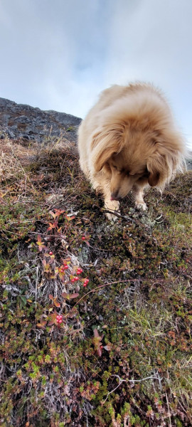 2022-10-08-1640_Gode_1-Hund_Emily-Vegetation-Vegetation_Tyttebaer_2