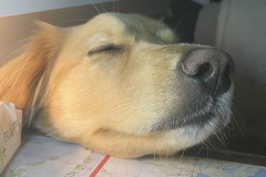 2022-10-07-2010_Gode_1-Hund_Emily