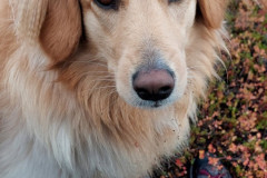 2022-10-08-1636_Gode_1-Hund_Emily