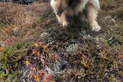 2022-10-08-1640_Gode_1-Hund_Emily-Vegetation-Vegetation_Tyttebaer