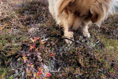 2022-10-08-1640_Gode_1-Hund_Emily-Vegetation-Vegetation_Tyttebaer_2