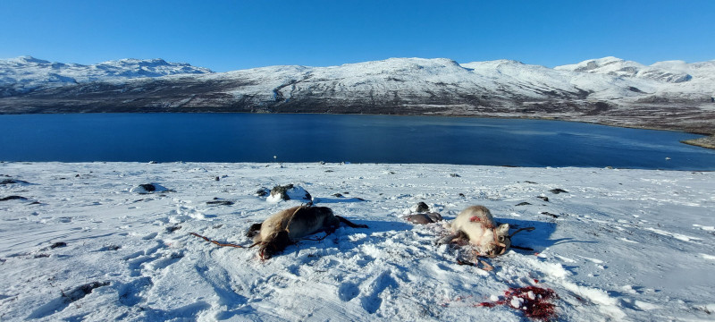 2 dyr skudt ud af en flok på 9 - lige ved siden af stranden.
