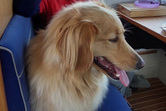 2022-10-14-1257_Gode_1-Hund_Emily-People_Anna-Hessler-Labansen