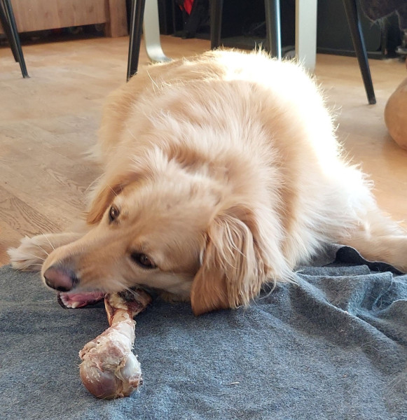 2022-10-19-1638_Gode_1-Hund_Emily