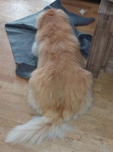 2022-10-20-1629_Gode_1-Hund_Emily