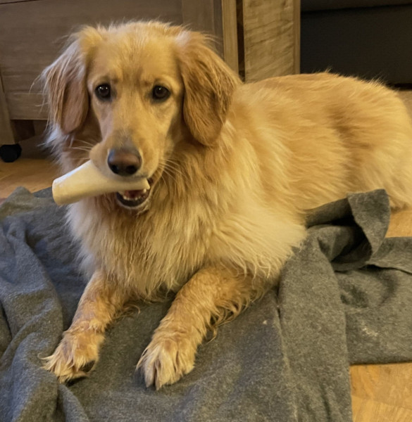 2022-10-22-1745_Gode_1-Hund_Emily
