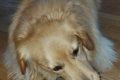 2022-10-10-1741_Gode_1-Hund_Emily-Mad_Torfisk