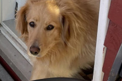2022-10-15-1600_Gode_1-Hund_Emily