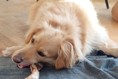 2022-10-19-1638_Gode_1-Hund_Emily