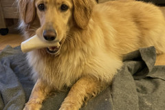 2022-10-22-1745_Gode_1-Hund_Emily