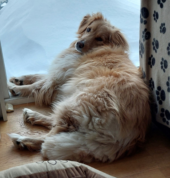 2023-01-29-1453_Gode_1-Hund_Emily