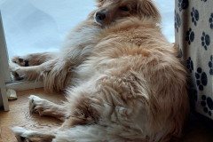 2023-01-29-1453_Gode_1-Hund_Emily