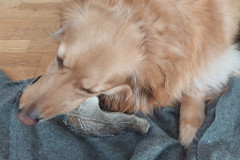2023-02-11-1323_Gode_1-Hund_Emily