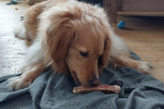 2023-03-03-1607_Gode_1-Hund_Emily