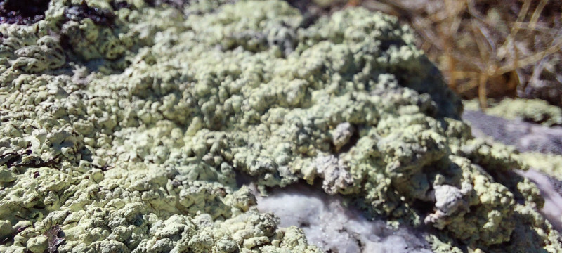 2023-04-08-1439_Gode_1-Vegetation_3