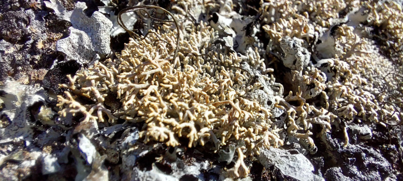 2023-04-08-1439_Gode_1-Vegetation_4