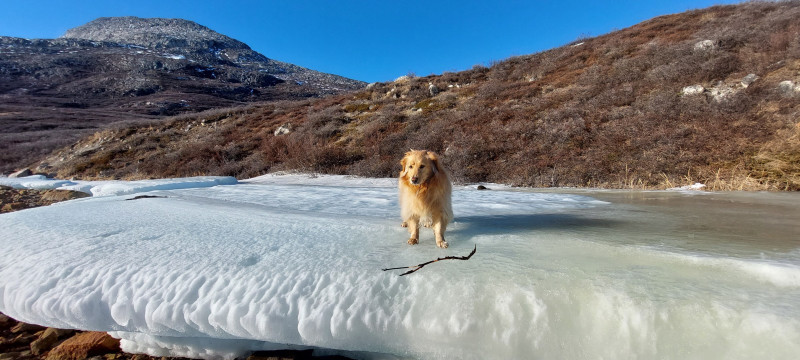 2023-04-08-1800_Gode_1-Hund_Emily