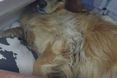 2023-04-15-0042_Gode_1-Hund_Emily
