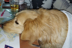 2023-04-28-2326_Bedste_2-Gode_1-Hund_Emily