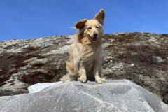 2023-05-05-1346_Gode_1-Hund_Emily