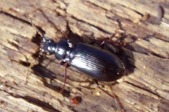 2023-05-05-1347_Dyr_Bille-Gode_1