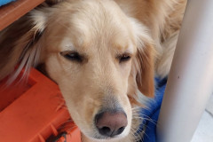 2023-05-17-1731_Gode_1-Hund_Emily