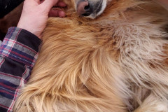 2023-05-17-2141_Gode_1-Hund_Emily