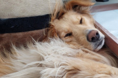 2023-05-19-1003_Gode_1-Hund_Emily