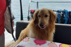 2023-05-19-1326_Gode_1-Hund_Emily