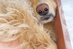 2023-05-20-1711_Gode_1-Hund_Emily