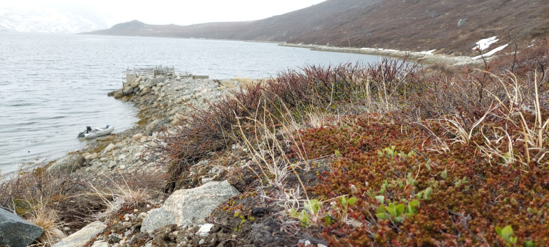 2023-05-27-1634_Gode_1-Vegetation