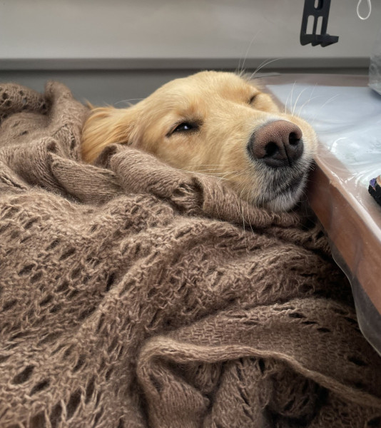 2023-05-27-1726_Gode_1-Hund_Emily