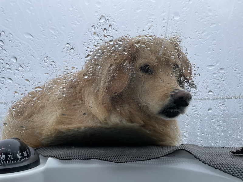 2023-05-27-1828_Gode_1-Hund_Emily