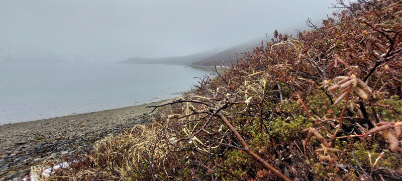 2023-05-27-1910_Gode_1-Vegetation