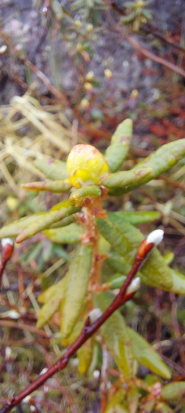 2023-05-27-1913_Gode_1-Vegetation