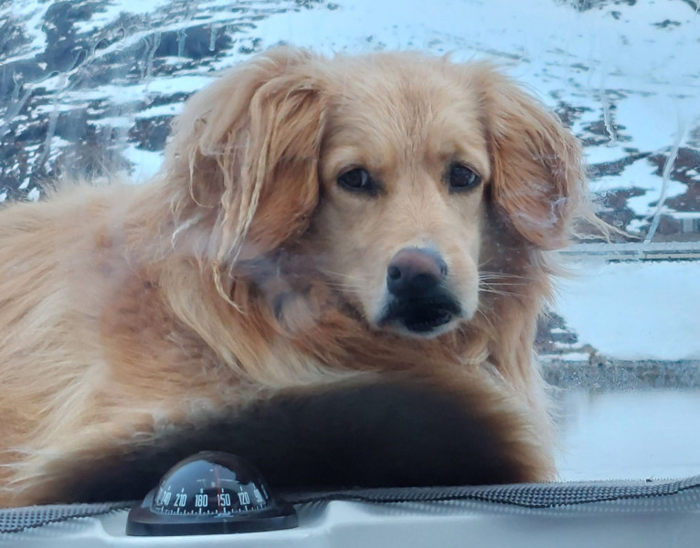 2023-05-27-2237_Gode_1-Hund_Emily