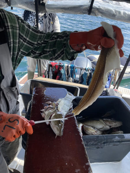 2023-05-28-1235_Gode_1-Mad_Torskefilet