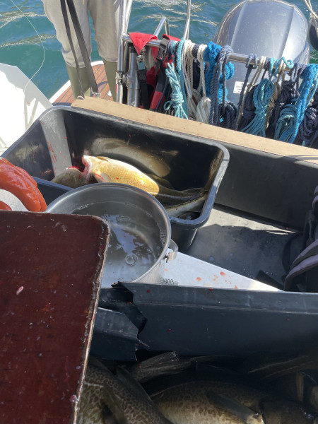 2023-05-28-1235_Gode_1