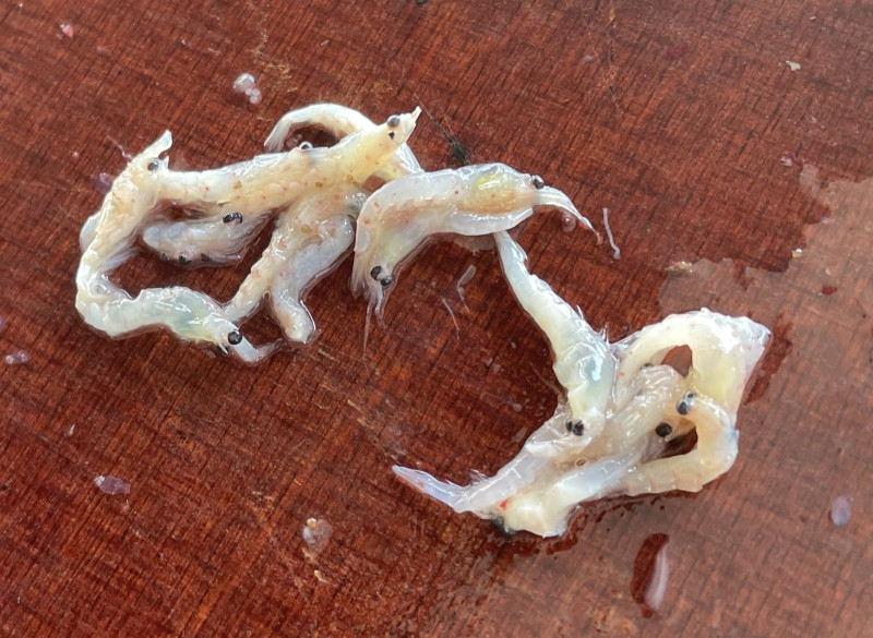 Krill fra torskemave