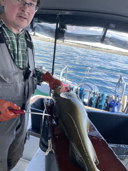 2023-05-28-1303_Dyr_Torsk-Gode_1-People_Soeren-Labansen