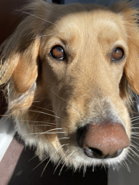 2023-05-28-1331_Gode_1-Hund_Emily