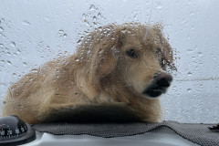2023-05-27-1828_Gode_1-Hund_Emily