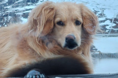 2023-05-27-2237_Gode_1-Hund_Emily
