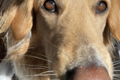 2023-05-28-1331_Gode_1-Hund_Emily